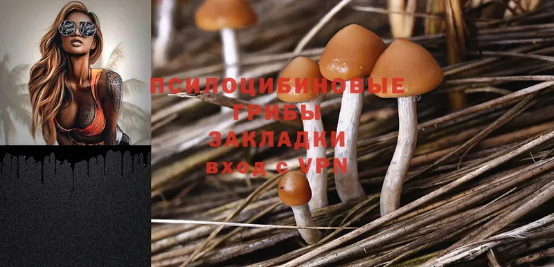 Галлюциногенные грибы Psilocybe  Братск 